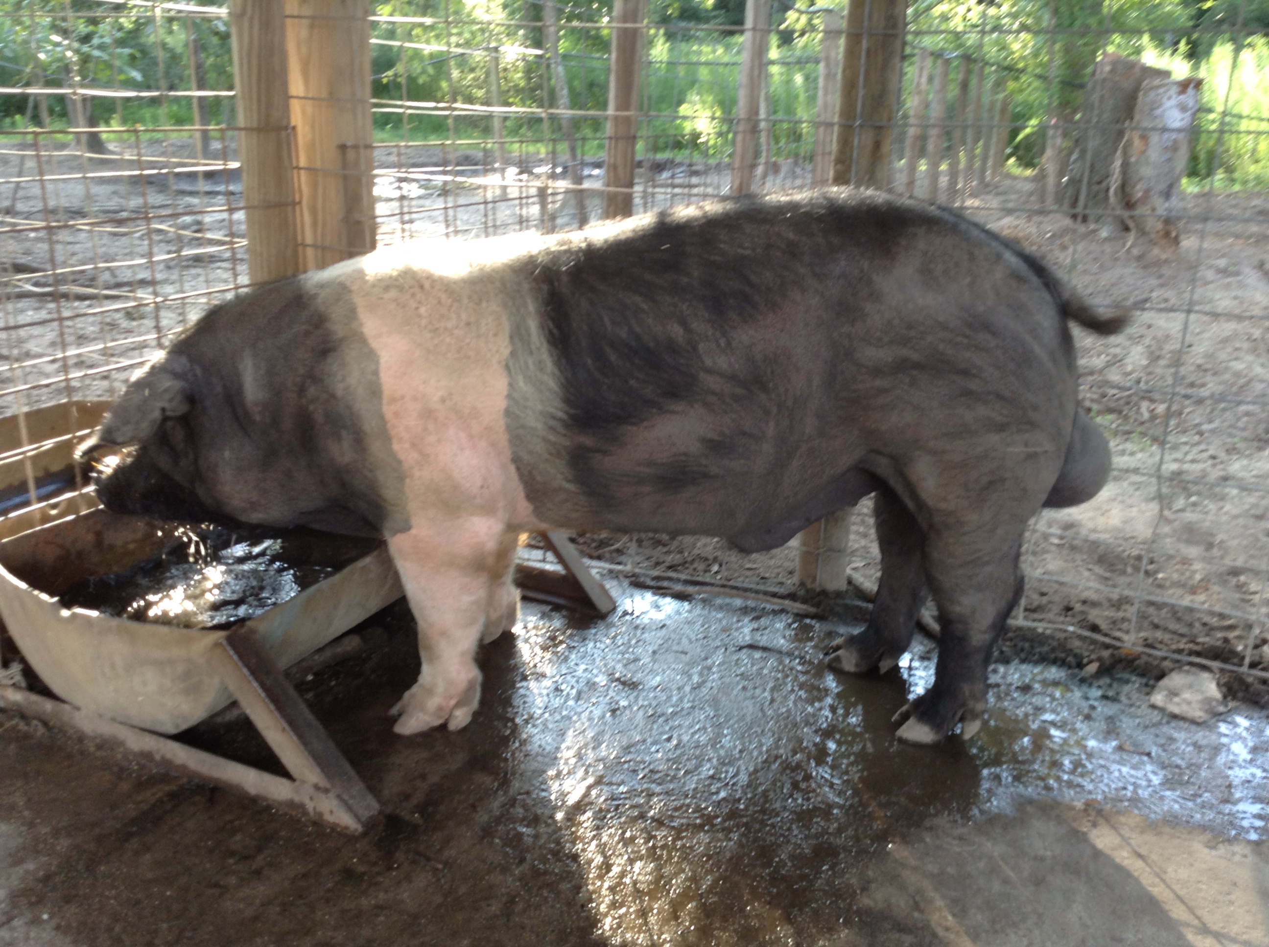 Hampshires Kewanee Farms